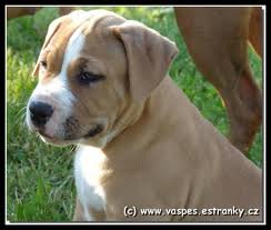 pitbul